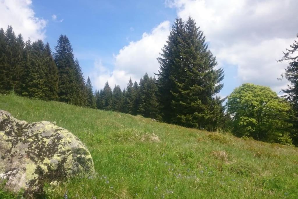 Ferienwohnung Schog Тодтнау Екстериор снимка